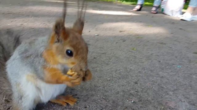 Белки на Елагином 2016 смотреть онлайн