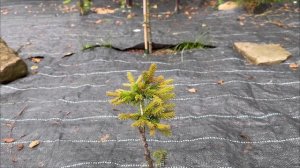 Как сделать хвойную клумбу с нуля?