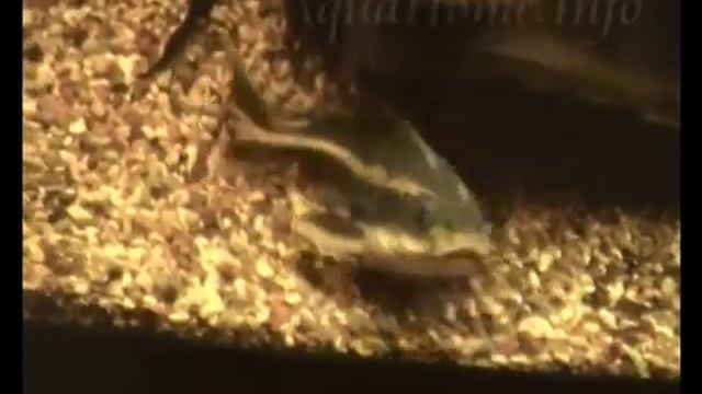 Полосатый платидорас (Platydoras costatus) смотреть онлайн