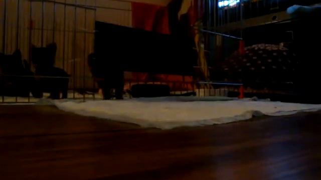 маленький йорк по кличке саботажник !!! смотреть онлайн