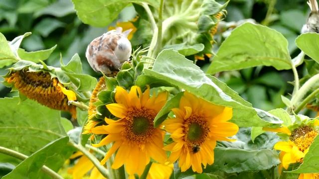 Воробей. Пение воробья. Птицы России. смотреть онлайн