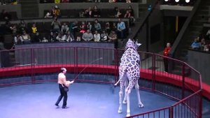 «Жираф шоу – цирк больших зверей»