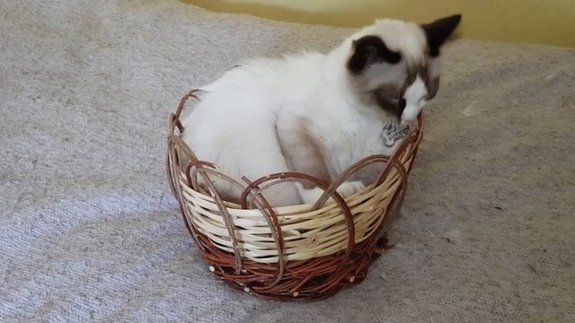 BLESSINGDOLLS Sebastián. Ragdoll Bicolor seal point and White смотреть онлайн