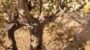 "Masooma's secret love for Saleh, secret meeting in the hut"