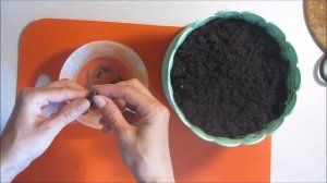 Высадка семян делоникса королевского  -  3