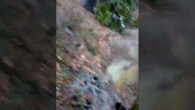 19 октября 2019год размножение золотистый смородины смотреть онлайн