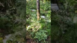 Облетник среднерусских пчёл, матки F0, 100% изоляция