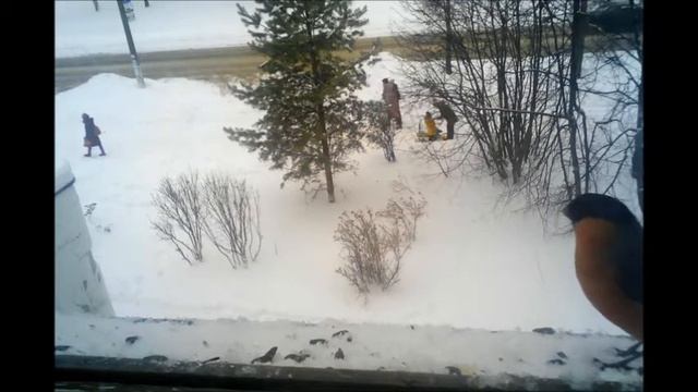 Пташки прилетели на обед смотреть онлайн