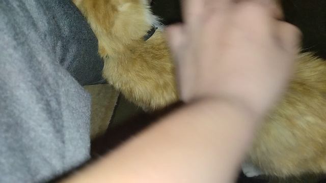 1000009331.mp4 мой кот пришел домой смотреть онлайн