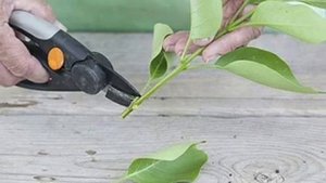 Размножение сирени черенками детальна інформація в описах