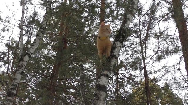 Рыжий кот Томик на березе в лесу | Red cat Tomik on a birch tree in the forest смотреть онлайн