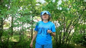 77_Карликовые яблони. Не колоновидные!