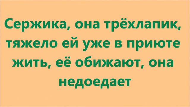 Старичок, спинальница и трёхлапик/ Old & disabled dogs