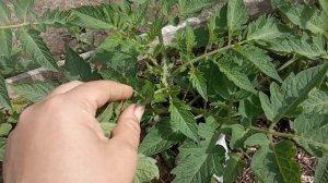 Как правильно пасынковать томаты?