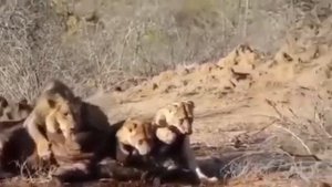 Львиный прайд осуществляет трапезу, поедая ещё живое животное ?