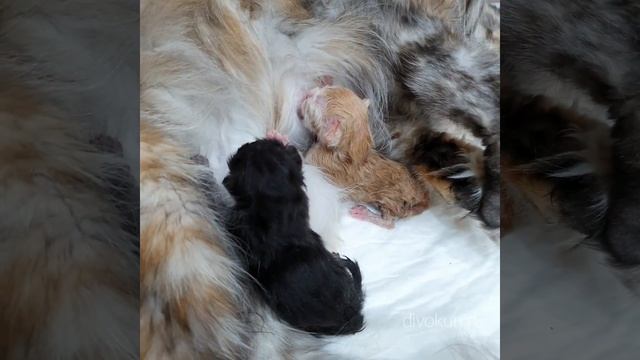 Роды кошки Мейн-кун. Первые минуты жизни котят смотреть онлайн
