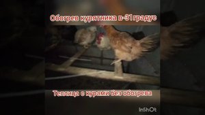 Курятник-теплица в минус 31.Обогрев и содержание птицы