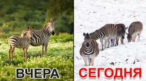 Аномалии в АФРИКЕ которые пугают животных и людей!