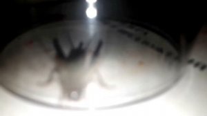 сверчок домовой