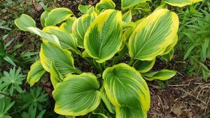 Хоста montana «Aureomarginata» 25 мая 2023 года.