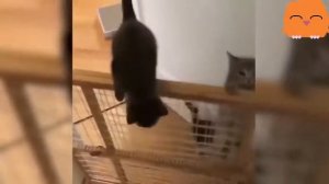 Приколы с котами – смешная озвучка животных – кот Мурзик и Т