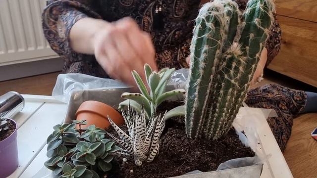 Cactus and succulent arrangement,Enjoy😍🥰😘 смотреть онлайн
