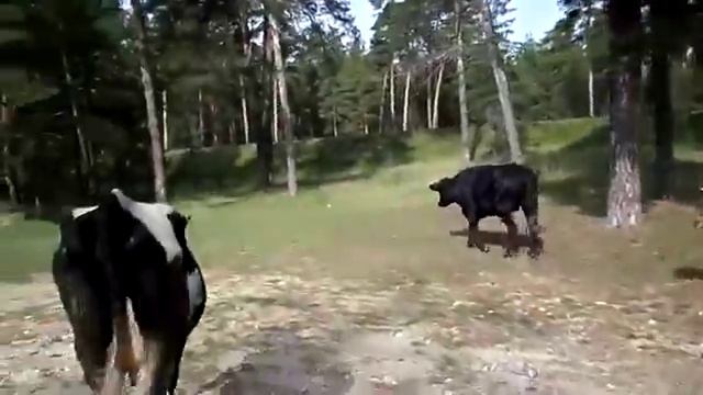 Наши коровушки по дороге на пастбище Our cows are going to the pasture смотреть онлайн