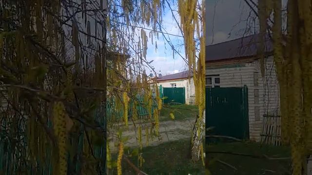 Весенние серёжки на берёзе. Урюпинск, 4 апреля 2023г. смотреть онлайн