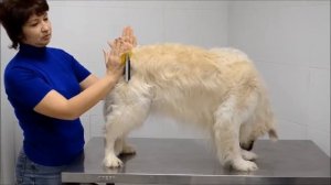 Поддержки для задних конечностей Снимаем мерки