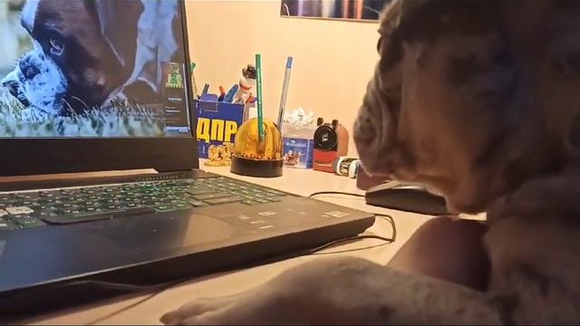 Жорик изучает интернет. смотреть онлайн