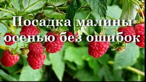 Посадка малины осенью без ошибок