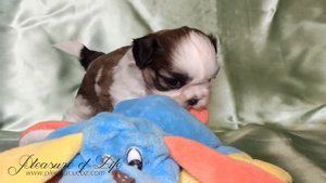 Ши-тцу 1 месяц