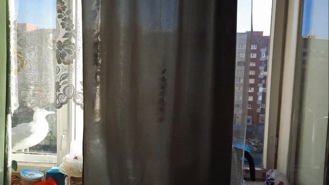 Чайка дружит с пенсионеркой ??? смотреть онлайн