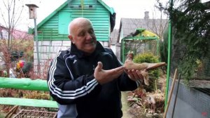 Армавирский короткоклювый голубь.