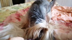 Йоркширский терьер - агрессивная порода собак