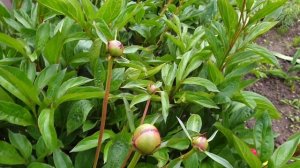 Пионы. Как ухаживать за пионами до цветения.