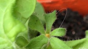 ВИРУС НА ПЕТУНИИ‼️ВСЕ ЭТАПЫ РАЗВИТИЯ ОТ РАССАДЫ ДО ЦВЕТЕНИЯ‼️ВИРУС ИЛИ НЕТ?⁉️(МОЙ ОПЫТ)