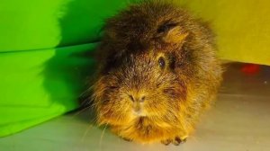 БУКВЫ ALPHABET LORE ОХОТЯТСЯ НА НАС ! **Вера в Шоке** Морская Свинка Бузя и Кузя Вера Челлендж 24!!