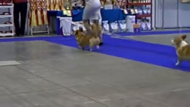 моно вельш корги пемброк в Самаре 18-11-12 смотреть онлайн