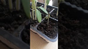 СМЕХ И ГРЕХ...томат ДЖЕК ПОТ.