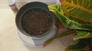 Комнатные растения.  Кодиеум  . Посадка, формировка и размножение.