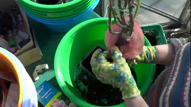 Как сохранить розы до посадки? смотреть онлайн