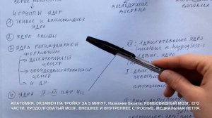 Билет 013. РОМБОВИДНЫЙ МОЗГ, ЕГО ЧАСТИ. ПРОДОЛГОВАТЫЙ МОЗГ. МЕДИАЛЬНАЯ ПЕТЛЯ.