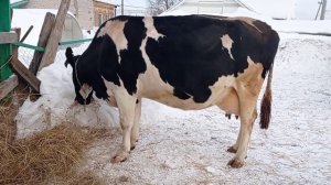 Продаю катумских овец/купили козочку камори