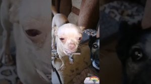 Теперь каждый день СМОТРЮ ТИКТОК #1 (приколы, юмор)