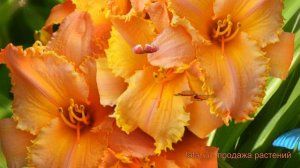 Лилейник гибридный Кенел Мастард (hemerocallis) 🌿 обзор: как сажать, саженцы лилейника Кенел Мастар