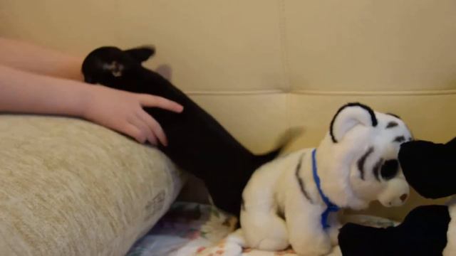 Чихуахуа мальчик РКФ стандарт в продаже смотреть онлайн