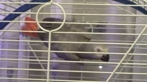 Как кричат попугаи Жако - Первый день дома. Jacquot parrot