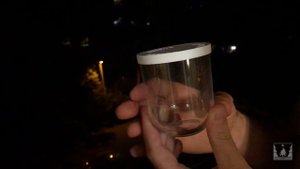 Комар долгоножка. Крупный, страшный, но совершенно безобидный