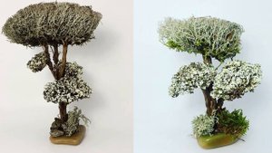 Оригинальный подарок дерево из лечебной цетрарии!